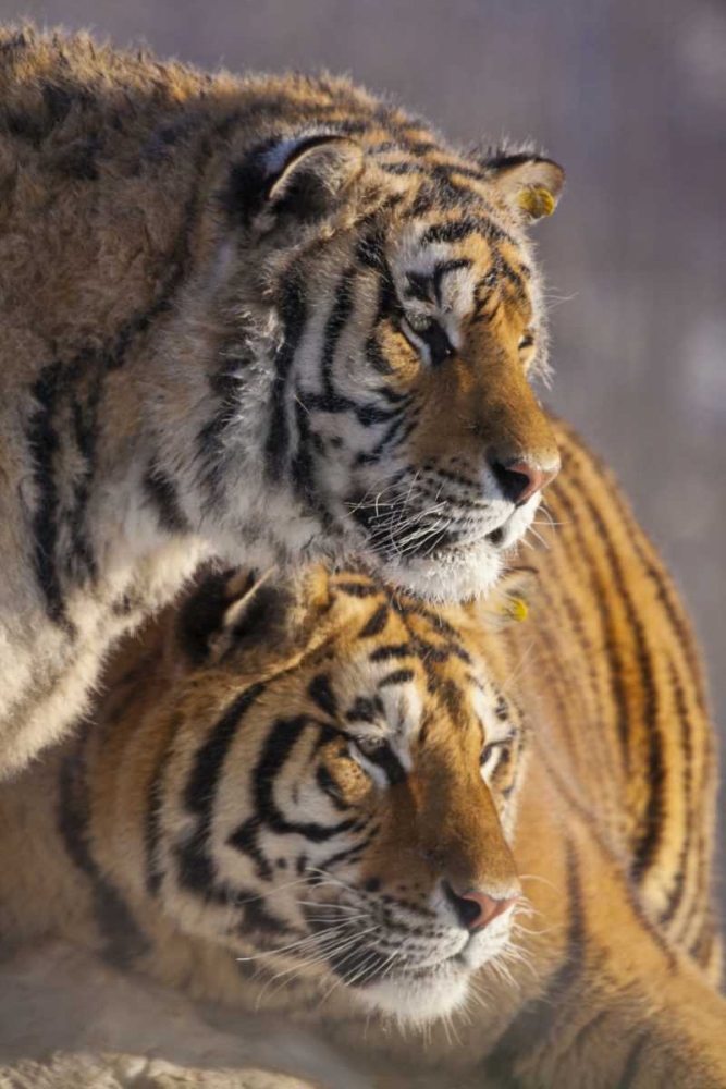 China, Harbin Affectionate Siberian tigers